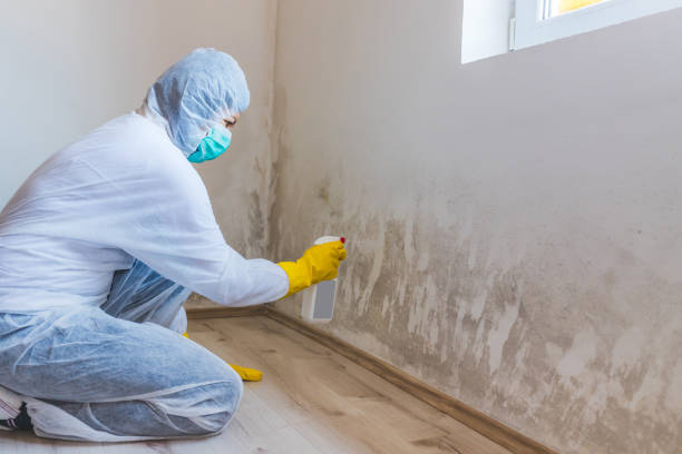 Licensed Mold Remediation service in Riverton, IL - WQB Mold Removal